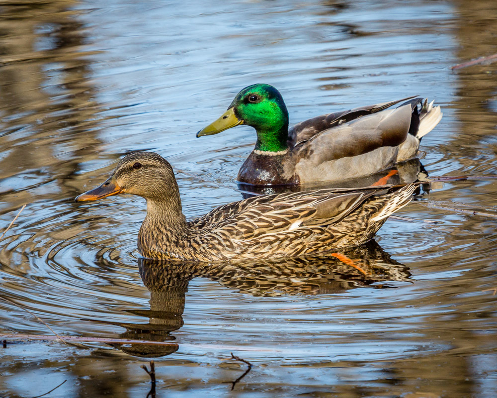 Mallards