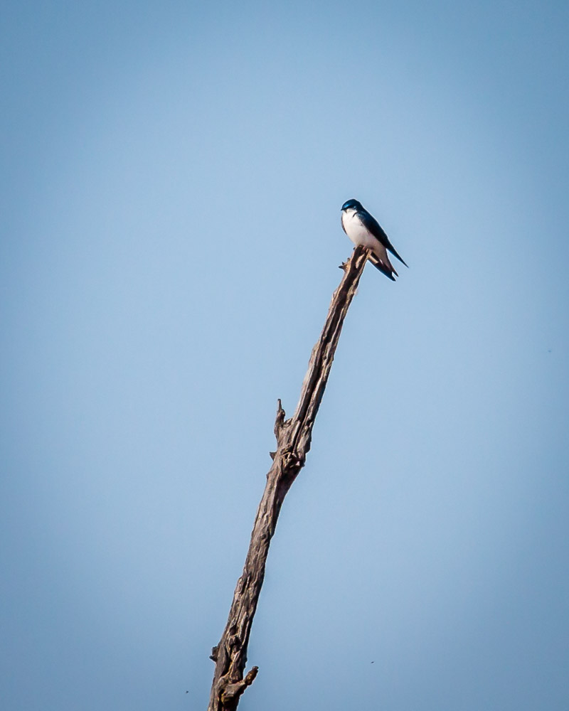 Tree Swallow