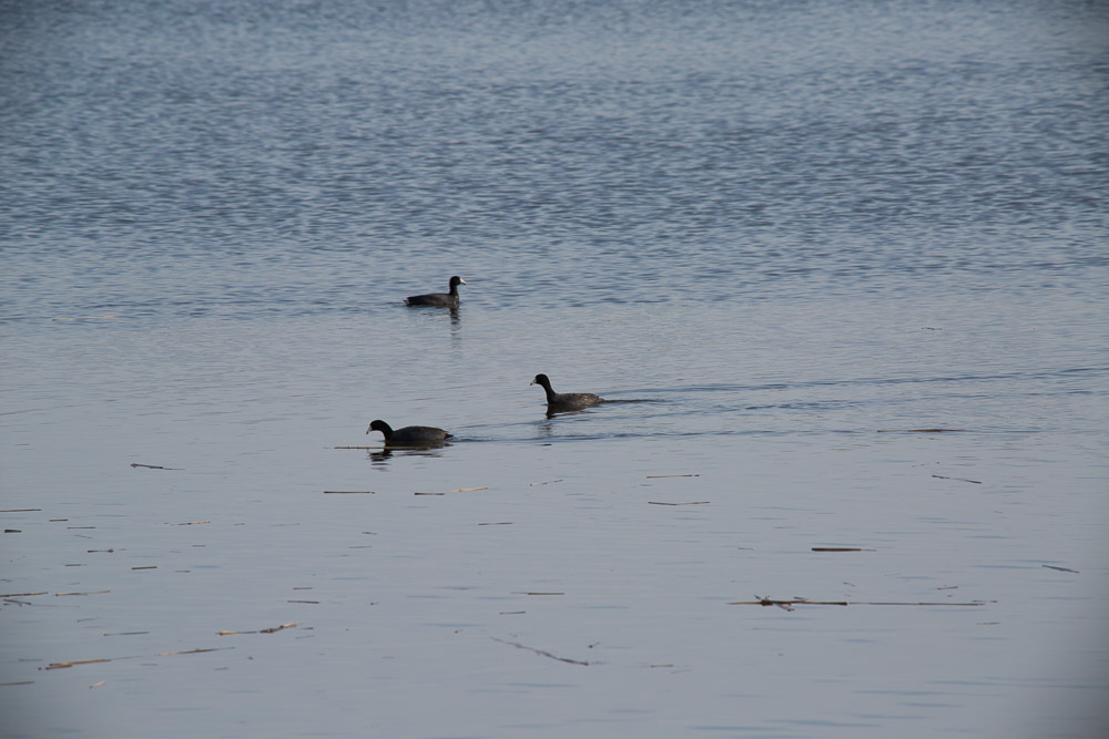 American Coot