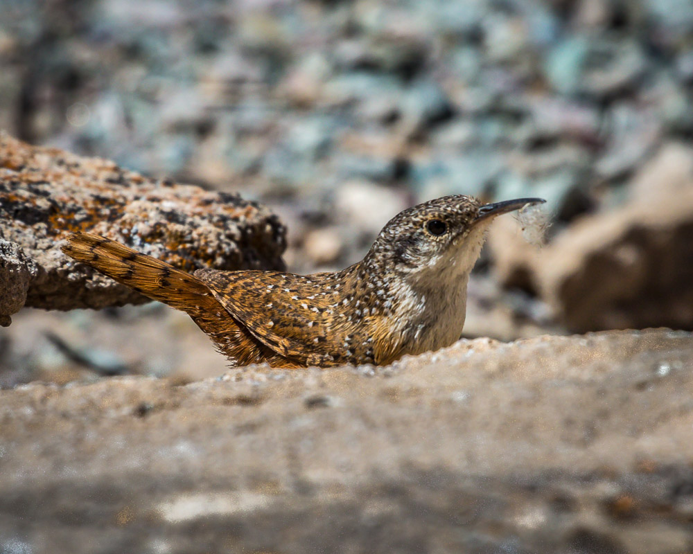 Canyon Wren