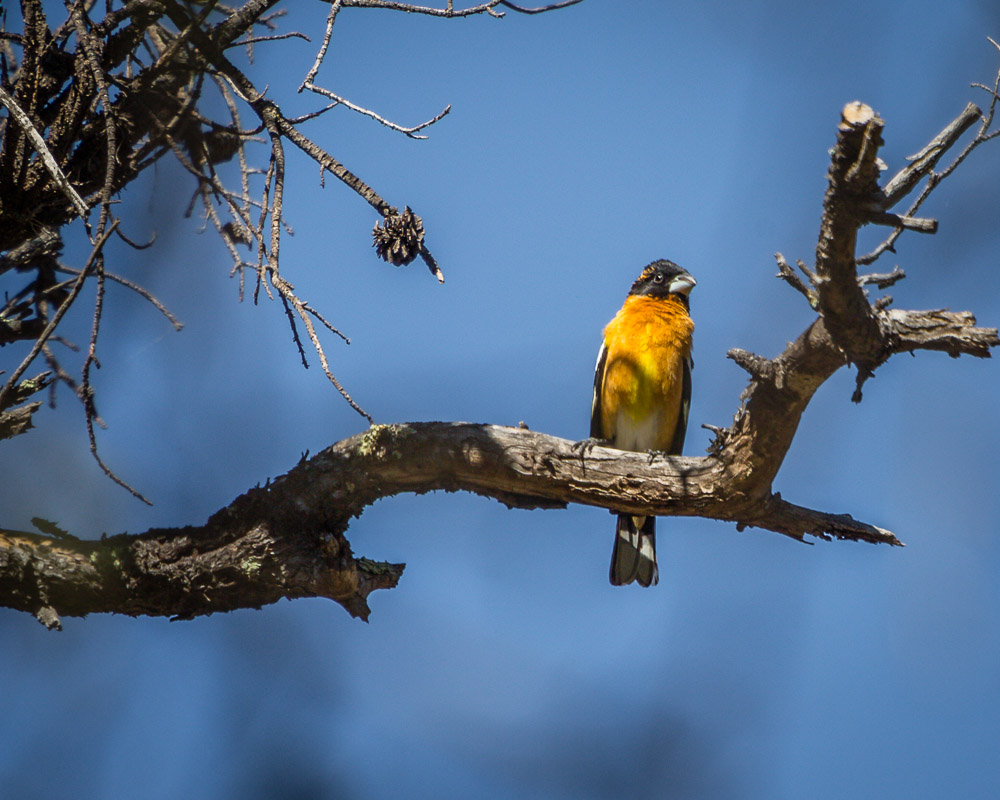 Black-headed Grosbeak