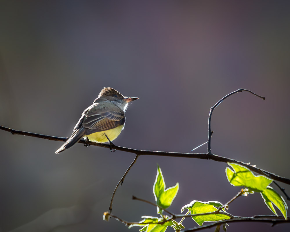 Dusky-capped Flycatcher