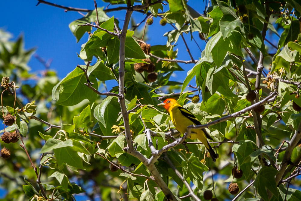 Western Tanager