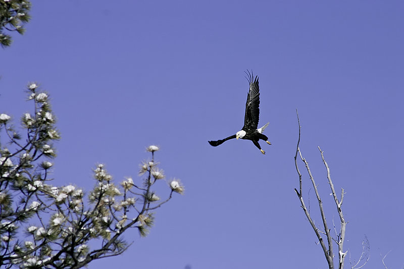 Flying
