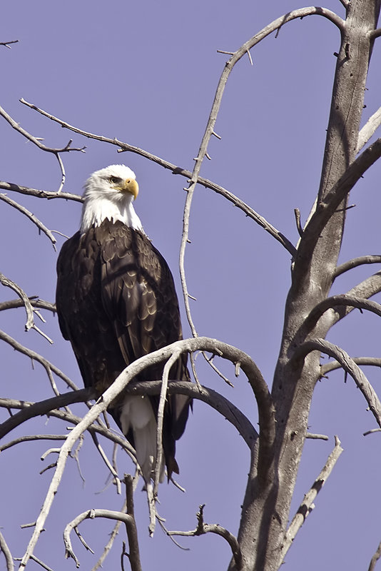 Eagle