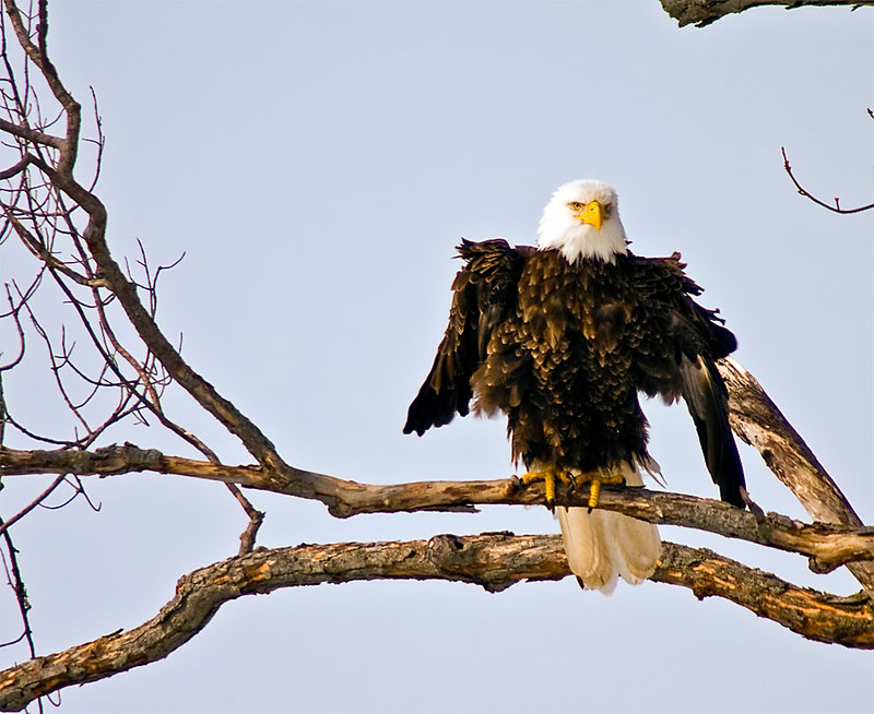 Eagle 4