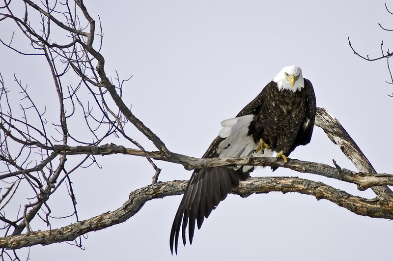 Eagle 3
