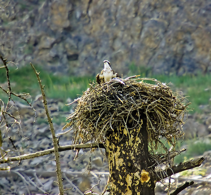 Osprey