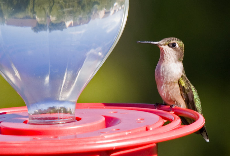 Ruby Throated Hummingbird