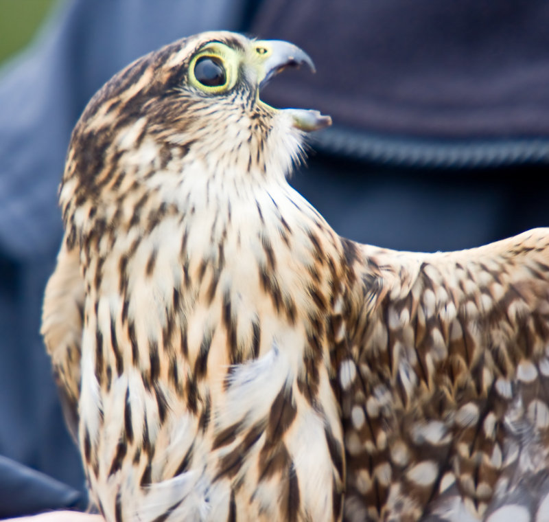 Angry Merlin