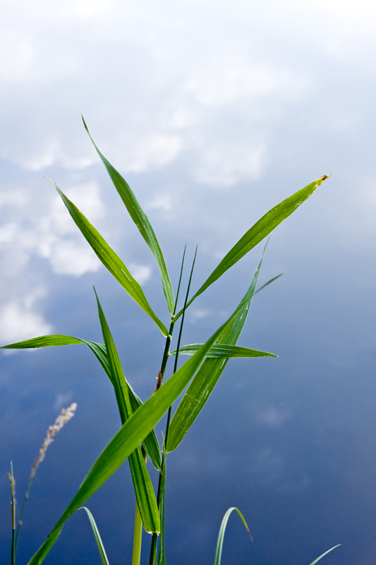 27 Grass