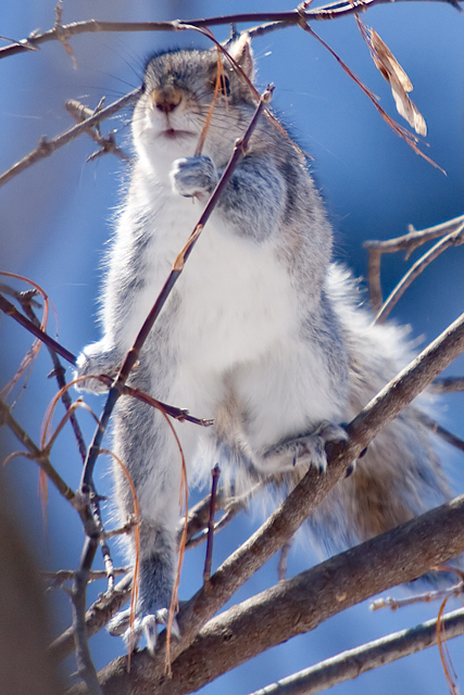 Squirrel