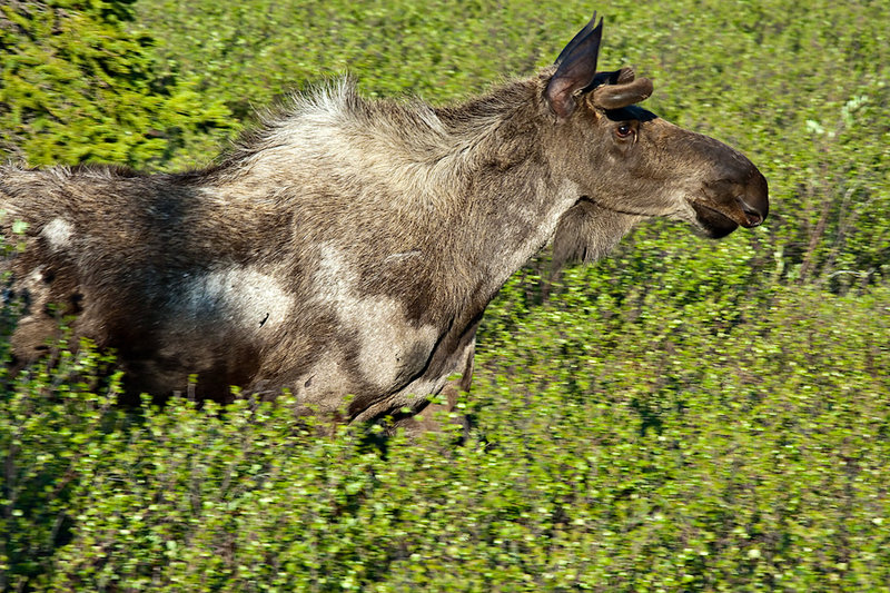 Denali Moose