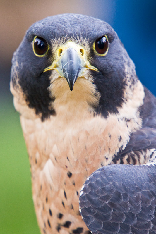 Peregrine Falcon