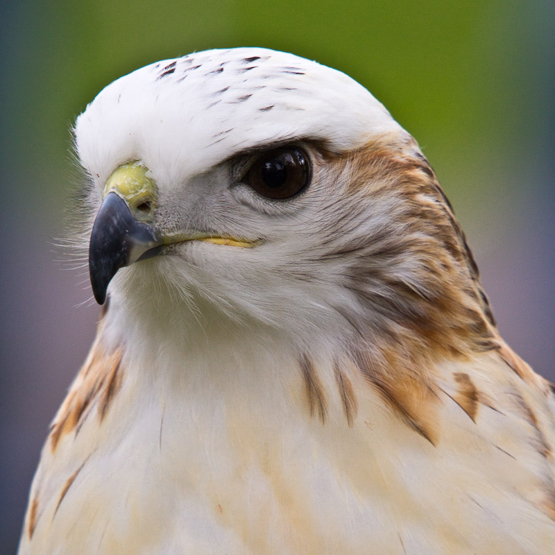 Light Phase Red Tailed Hawk