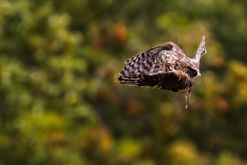 Week 37 Cooper's Hawk