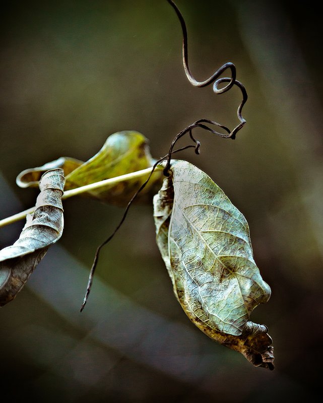 Week 45 Another Leaf