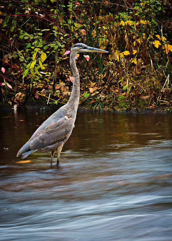 Week 44 Great Blue Heron