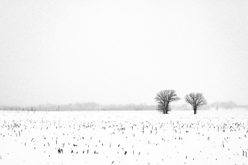 Week 49 Trees