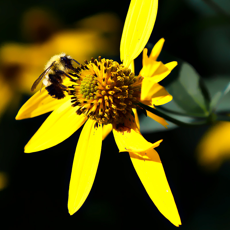 Yellow Flower with Passenger