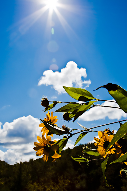 Reaching for the Sun