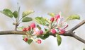 apple blossoms.jpg