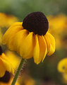flowers 067-01_filtered copy.jpg