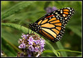 butterfly  3 042-01 copy.jpg