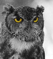 b&w owl 135-01 copy.jpg