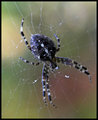 spider 282-01_filtered.jpg