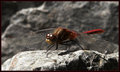 dragonfly126-01 copy.jpg