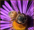 bee 121-01 copy.jpg