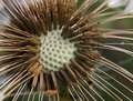 seed head 248-01 copy.jpg