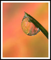 dew drop 118-01 copy.jpg