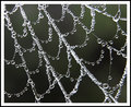 frosty web