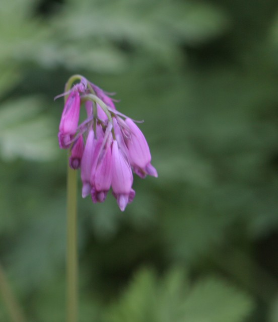 flowers.jpg