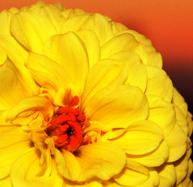 edited flowers 071 copy.jpg