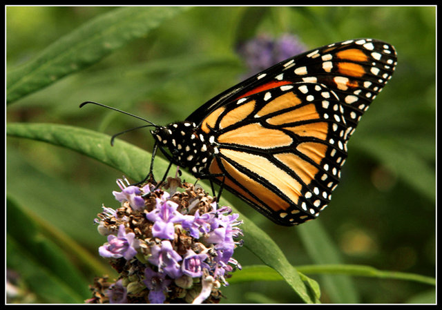 butterfly  3 042-01 copy.jpg