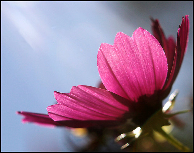 flower 061-01 copy.jpg