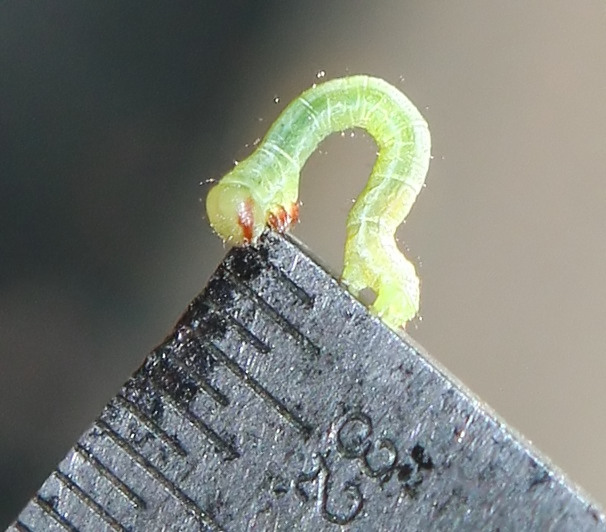 inch worm_filtered.jpg