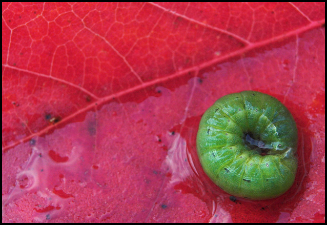 caterpillar 019-01.jpg