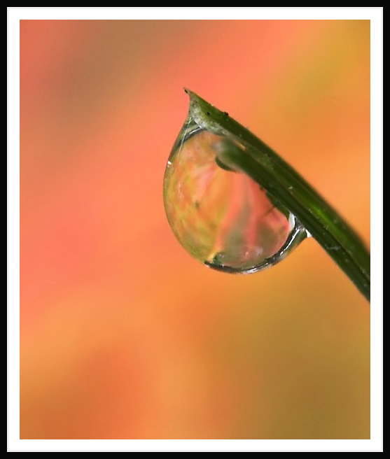 dew drop 118-01 copy.jpg