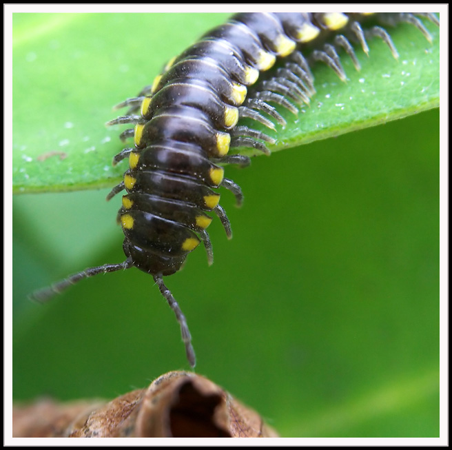 centipede