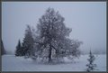 Frozen Tree