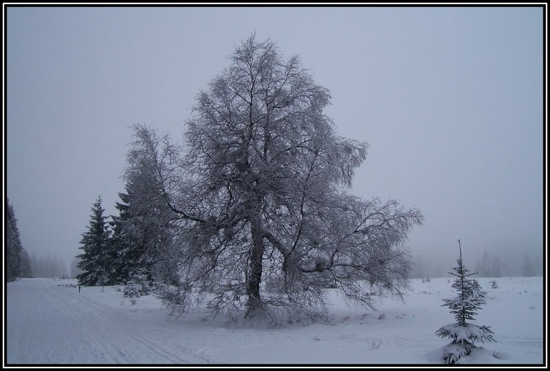 Frozen Tree