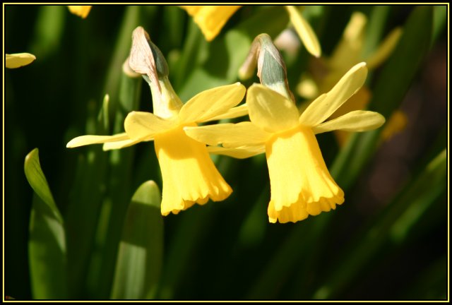 Spring