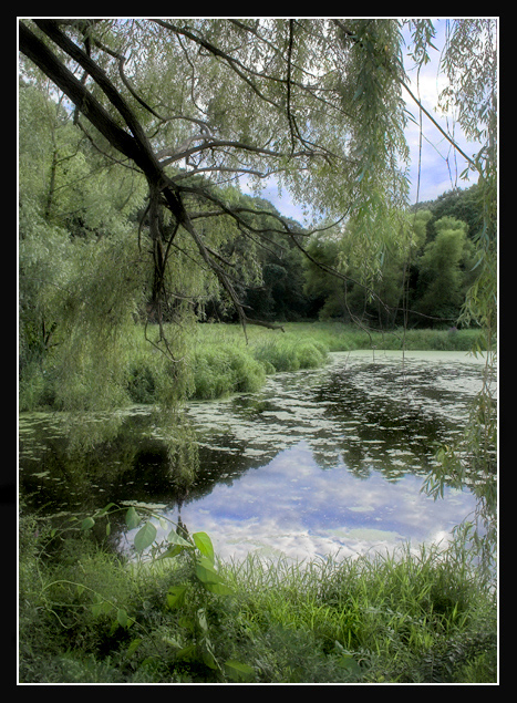 Swamp1