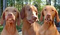 Redneck Bird Dogs