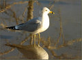 Sentry
