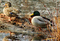 Mallards